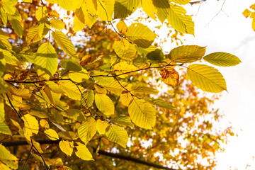 Yellow-green leaves of an autumn tree against a blue sky