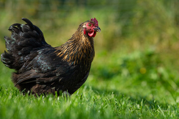 Marans hen in a summer meadow