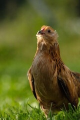 bearded dwarf chicken in a summer meadow