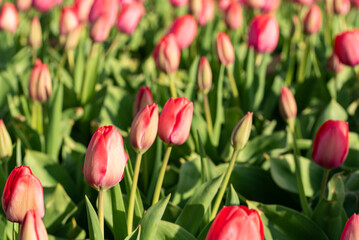 Tulip field. Tulips in close-up isolated against a blurred green background. Fresh spring flowers.