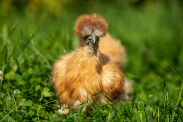 Silkie chicken in a summer meadow