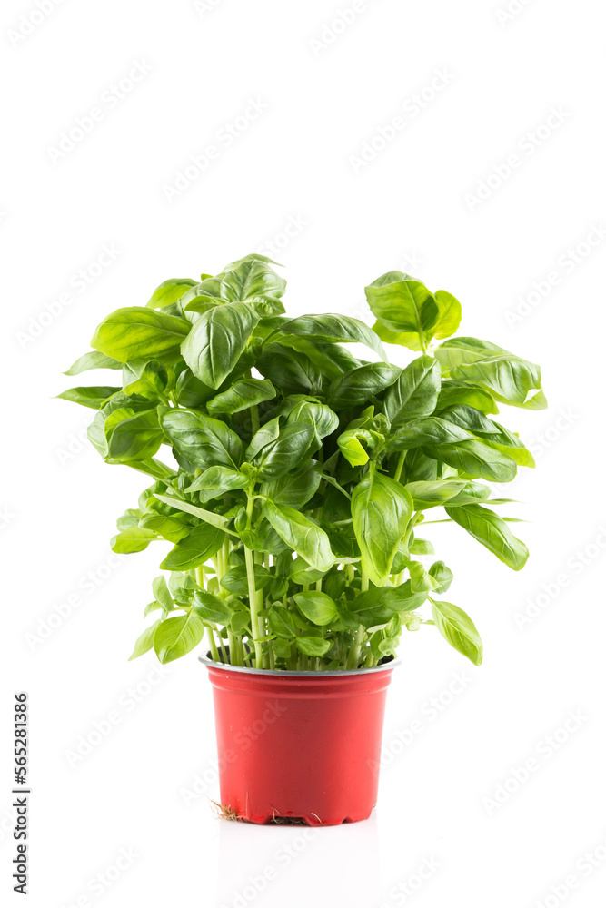 Wall mural Basil growing in a pot