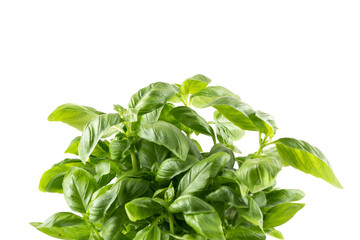 Fresh green leaf basil