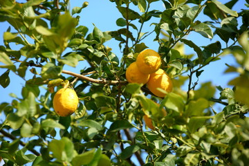 lemons on tree