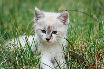 un chaton blanc jouant dans l'herbe Un chat jouant dans l'herbe verte d'un jardin.