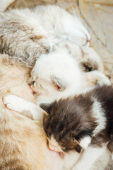 chaton tétant sa mère. Une chatte allaitant. Chaton buvant le lait maternel