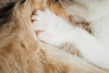 Une patte de chaton pos&eacute;e sur le ventre de sa m&egrave;re. Tendresse entre un chaton et une chatte.