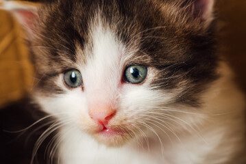 Portrait en gros plan d'un chaton noir et blanc aux yeux bleus. Un joli chaton aux yeux bleus.