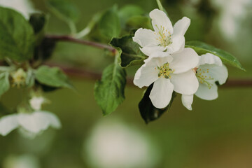 Apple blossoms in spring. Nature comes to life. The bee collects pollen from the flowers of the tree. Blooming time in spring. Change of weather and seasons. Apple garden alley with flowers
