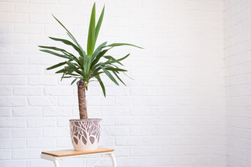 Dracaena palm yucca in interior on whtite brick wall. Potted house plants, green home decor, care and cultivation - obrazy, fototapety, plakaty
