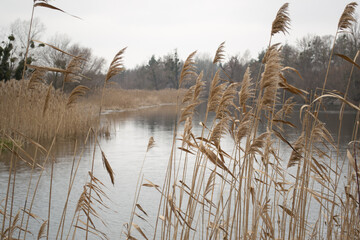 reeds in the water