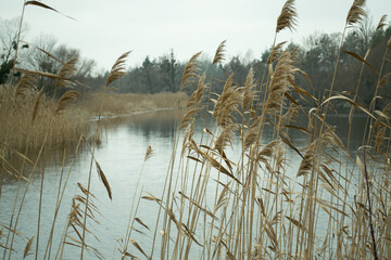 reeds in the water