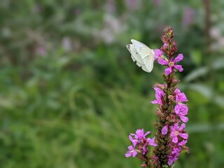 Pieris Rapae, butterfly normally called Small cabbage white