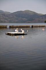 Pellicani dalmati nel Parco Nazionale del Lago Prespa. Grecia
