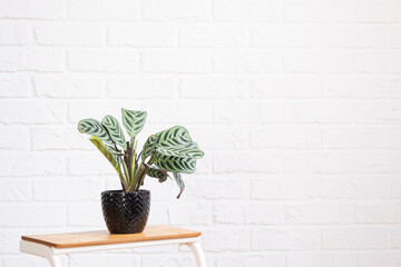Ctenanthe Burle-Marxii Amagris in interior on whtite brick wall. Marantaceae Potted house plants, green home decor, care and cultivation