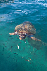 Bellissima tartaruga marina comune Caretta Caretta nelle limpide acque di Monemvasia, Grecia
