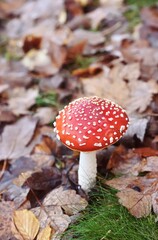 Fly agaric mushroom and autumn leaves