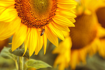 Close up macro shot flying honey bee pollinating suck collecting nectar pollen yellow blooming sunflower field sunrise nature background. Organic flower with seeds. Agriculture, farming, harvest 
