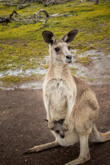 Kangaroo with baby