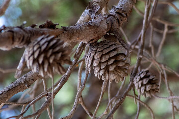 Conjunto de piñas colgando de las ramas de un pino y el fondo verde desenfocado de sus hojas de un bosque en la Costa Brava.
