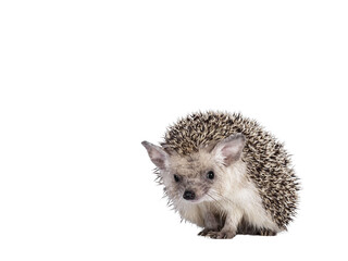Adorable small Long eared hedgehog aka Hemiechinus auritus, sitting facing front. Looking shy to the camera with beady eyes. Isolated cutout on a transparent background.