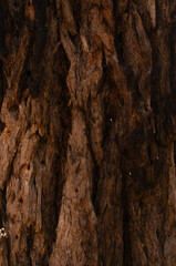 bark of a tree