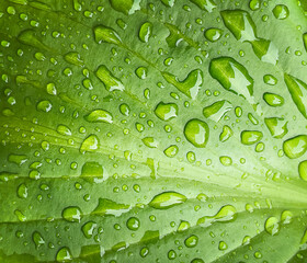 The texture of a green leaf of a plant with water droplets. Macro background. Spring background. Natural background. View from above. Copy space