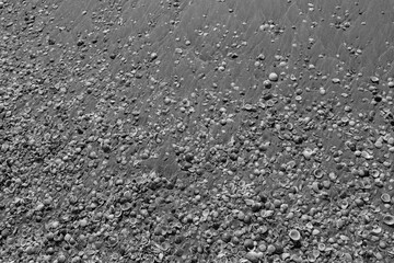Abstract background wet beach sand with sea shells close to ocean water in black and white