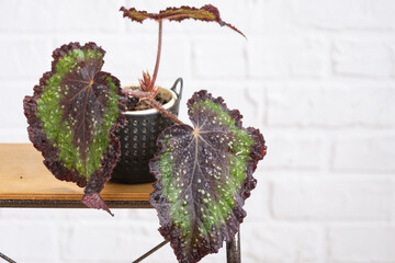 Home potted plant begonia polka dot leaves decorative deciduous in interior on table of house....