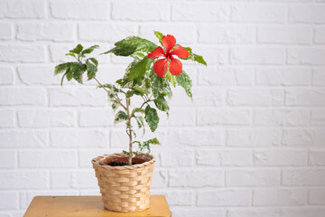 Red hibiscus varietal flower with variegated leaves in a wicker planter in the interior against a...