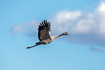 Take off the crane. Common crane or Eurasian crane (Grus grus).
