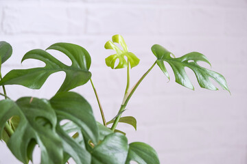 Obraz premium Monstera Minima Rhaphidophora TETRASPERMA close-up leaf in interior on whtite brick wall. Potted house plants, green home decor, care and cultivation