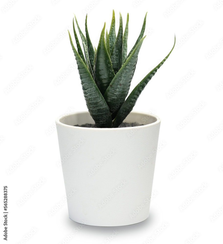 Wall mural side view mini green succulents plant in small white pot on bright isolated on white background.