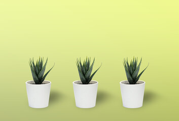  Mini succulents plant in pot on bright light green background, copy space.