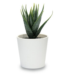  Side view Mini green succulents plant in small white pot on bright isolated on white background. - obrazy, fototapety, plakaty