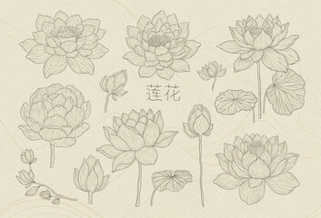 Set of lotus flowers with leaves. Nelumbo flower drawn with a dark outline on a beige background, isolated elements. Realistic water lilies based on Chinese graphics.