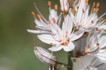 Fototapeta premium Asphodel flowers in spring