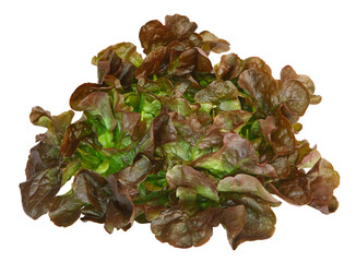 Salade feuille de chêne rouge
