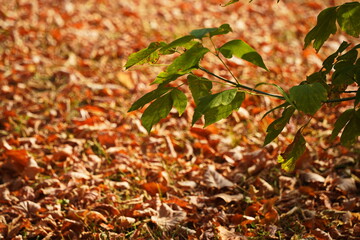 Leaves on branches in the rays of the sun in a mountainous area.