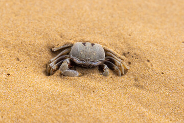 Sand crabs on a beach in Phu Quoc Island, Vietnam