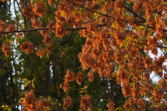 Leaves on branches in the rays of the sun in a mountainous area.