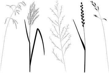 Field and meadow herbs, black outline, trend sketch for eco design. Sketch of medicinal plants, vector drawing for packaging or textile.