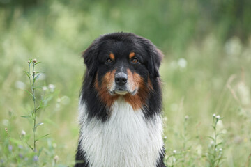 dog close-up portrait in the grass. Beautiful Australian Shepherd in nature. Aussie