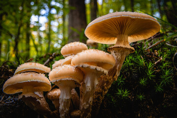 mushroom in the forest