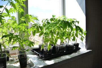 tomato seedlings in plastic pots isolated on windowsill, close-up