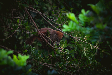 Coati comiendo su desayuno © Alejandro