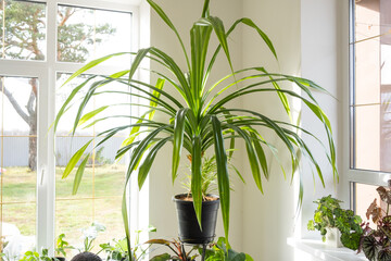 A large domestic plant Pandanus in the interior of the house on a stand. Green house, homeplant care