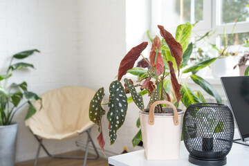 Home potted plant begonia maculata polka dot leaves decorative deciduous in interior on table of...