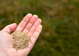 Grass seeds in a hand on green background. Spring garden, gardening, seeding concept.