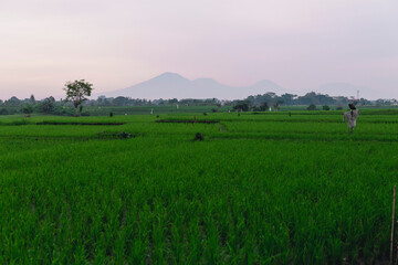 Fototapeta na wymiar Indonesische Felder zur Regenzeit